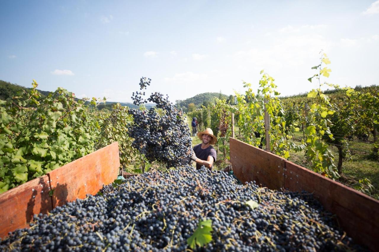 Il Roncal Wine Resort - For Wine Lovers Cividale del Friuli Eksteriør bilde