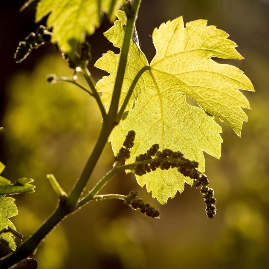 Il Roncal Wine Resort - For Wine Lovers Cividale del Friuli Eksteriør bilde