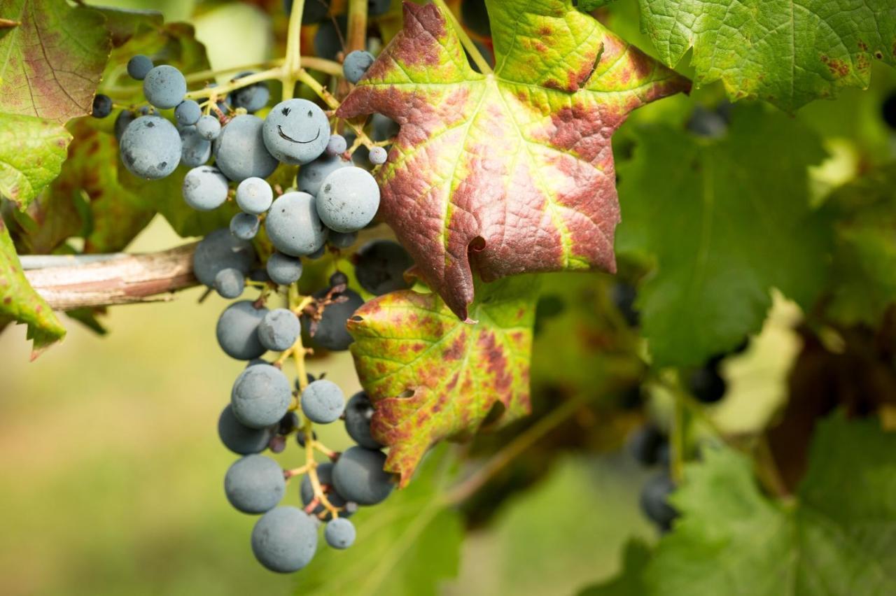 Il Roncal Wine Resort - For Wine Lovers Cividale del Friuli Eksteriør bilde