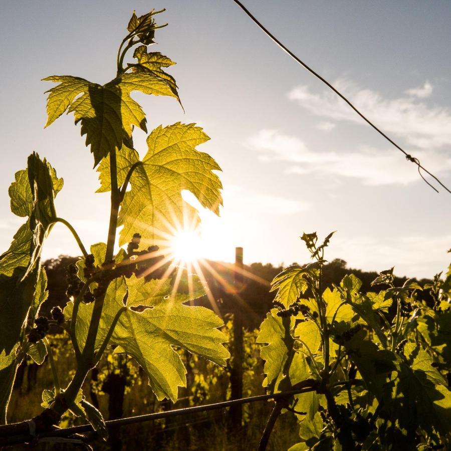 Il Roncal Wine Resort - For Wine Lovers Cividale del Friuli Eksteriør bilde