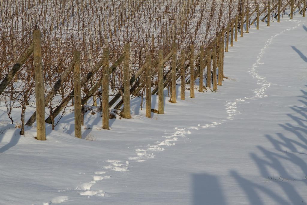 Il Roncal Wine Resort - For Wine Lovers Cividale del Friuli Eksteriør bilde