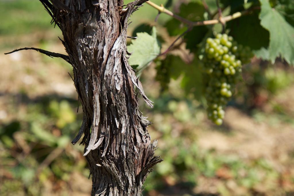 Il Roncal Wine Resort - For Wine Lovers Cividale del Friuli Eksteriør bilde